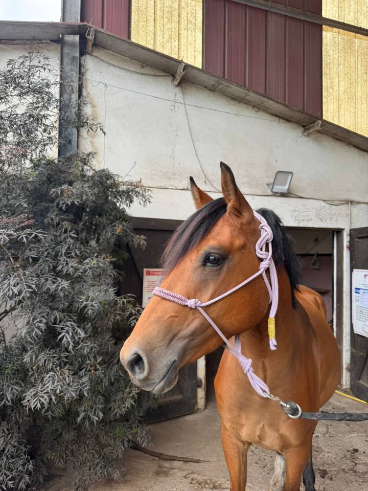 Caballo castrado Silla Francés En venta 2022 Bayo por quilvaro de lyr