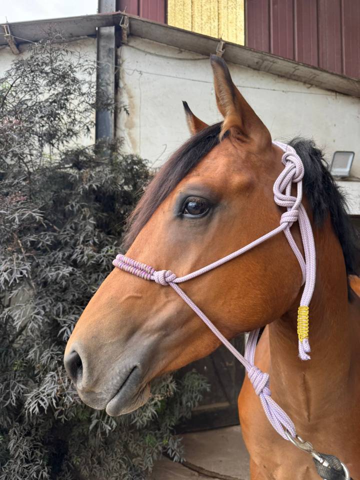 Caballo castrado Silla Francés En venta 2022 Bayo por quilvaro de lyr