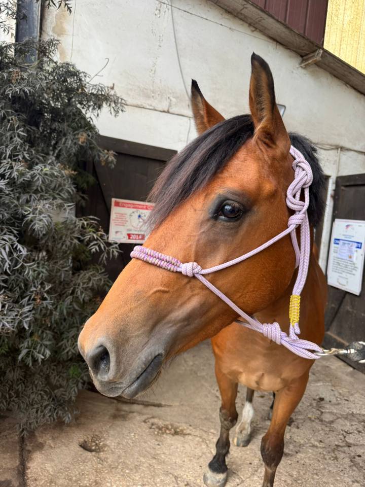Caballo castrado Silla Francés En venta 2022 Bayo por quilvaro de lyr