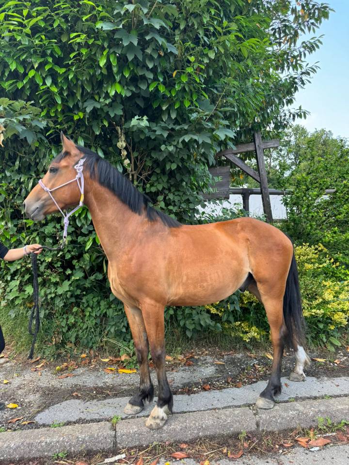 Caballo castrado Silla Francés En venta 2022 Bayo por quilvaro de lyr