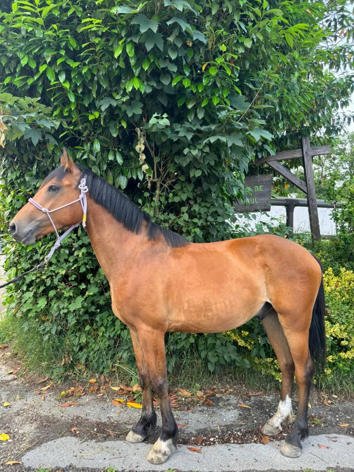 Caballo castrado Silla Francés En venta 2022 Bayo por quilvaro de lyr