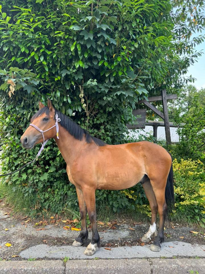 Caballo castrado Silla Francés En venta 2022 Bayo por quilvaro de lyr