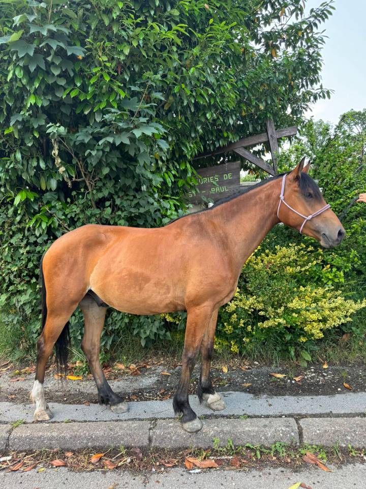 Caballo castrado Silla Francés En venta 2022 Bayo por quilvaro de lyr
