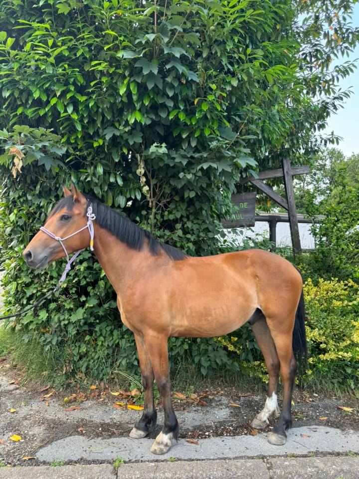 Caballo castrado Silla Francés En venta 2022 Bayo por quilvaro de lyr