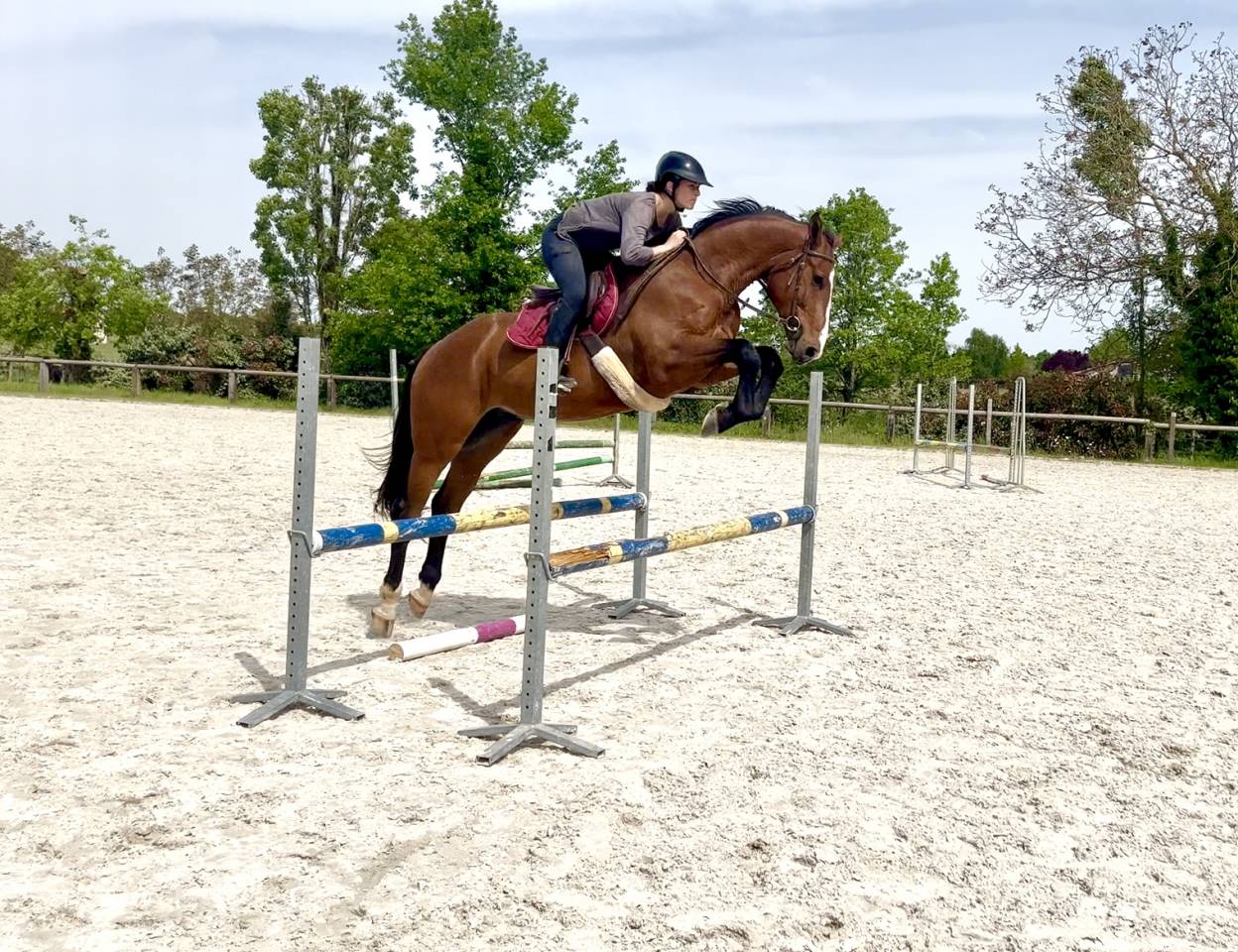 Caballo castrado Silla Francés En venta 2020 Bayo por ARMITAGE BOY