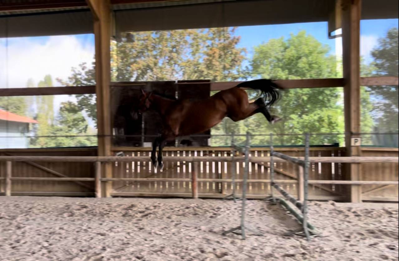 Caballo castrado Silla Francés En venta 2020 Bayo por ARMITAGE BOY