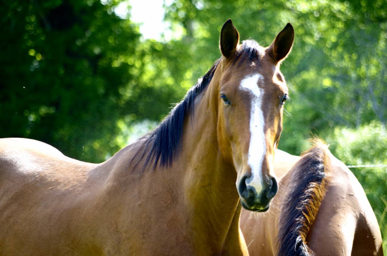 Caballo castrado Silla Francés En venta 2020 Bayo por ARMITAGE BOY