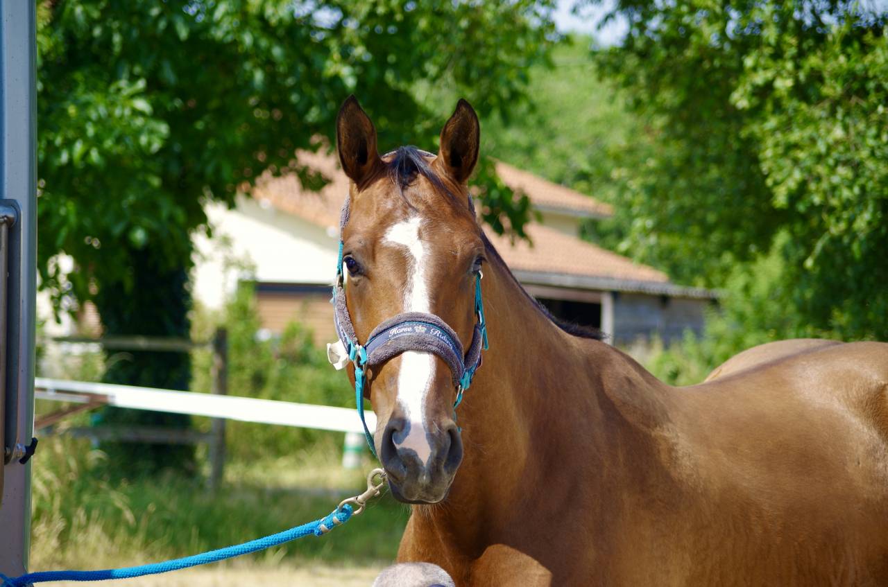Caballo castrado Silla Francés En venta 2020 Bayo por ARMITAGE BOY