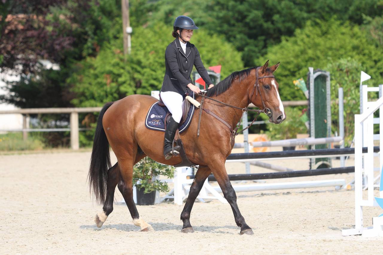 Caballo castrado Silla Francés En venta 2020 Bayo por ARMITAGE BOY
