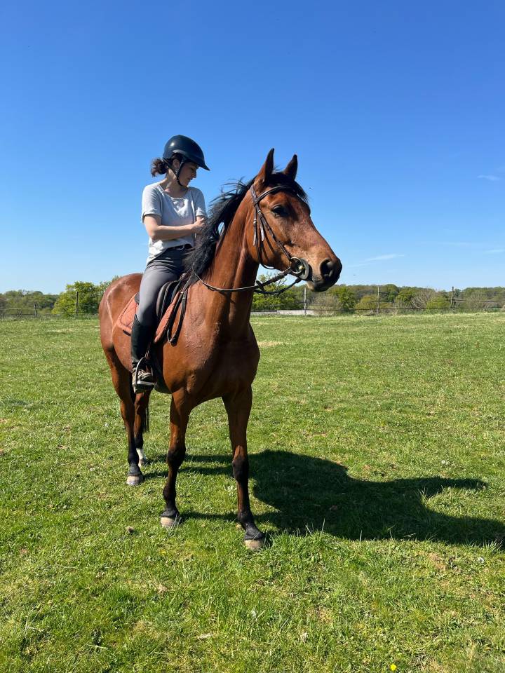 Yegua KWPN Caballo de Deporte Neerlandés En venta 2021 Bayo por MANDEN I SONDERBYGAARD