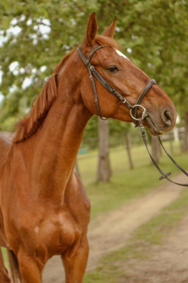 Caballo castrado Silla Francés En venta 2020 Alazán por Putch des Isles