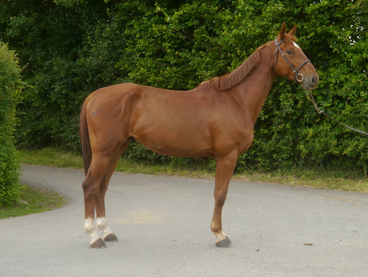 Caballo castrado Silla Francés En venta 2020 Alazán por Putch des Isles