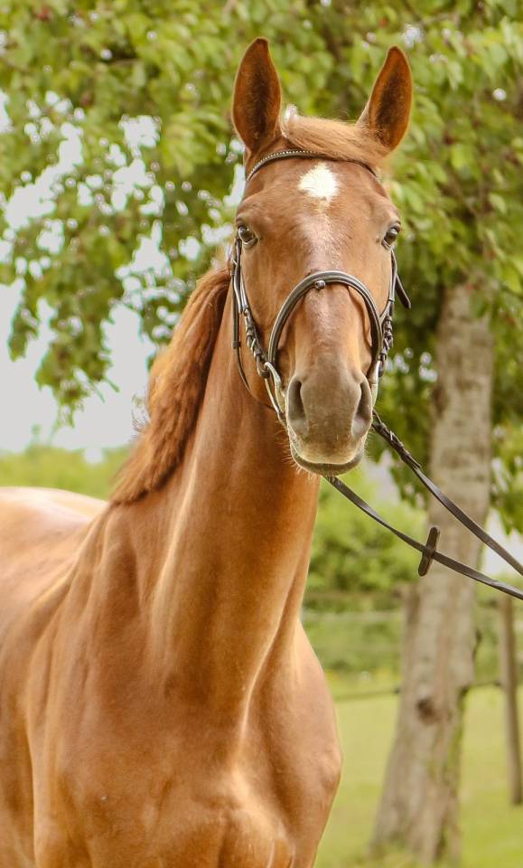 Caballo castrado Silla Francés En venta 2020 Alazán por Putch des Isles