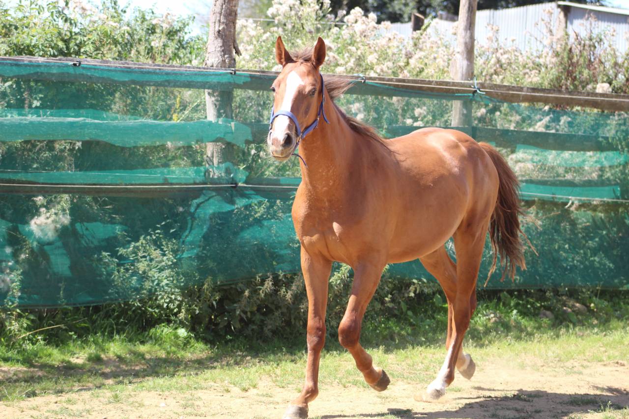 Potranca Silla Francés En venta 2022 Bayo moreno por jamiroquai lvd