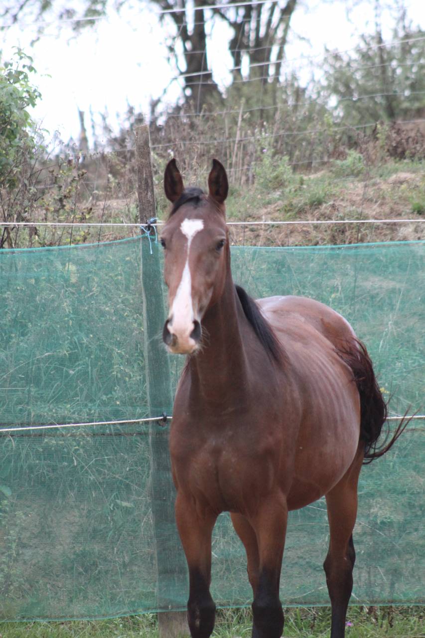 Potranca Silla Francés En venta 2022 Bayo moreno por jamiroquai lvd