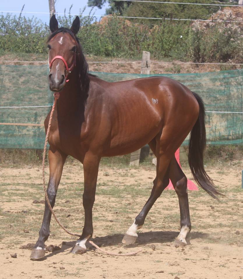 Potranca Silla Francés En venta 2022 Bayo moreno por jamiroquai lvd