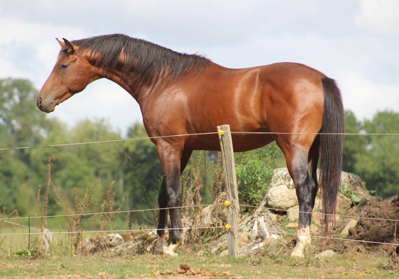 Potranca Silla Francés En venta 2022 Bayo moreno por jamiroquai lvd