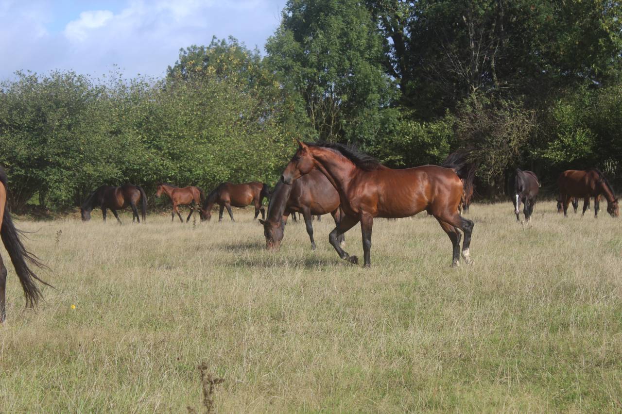 Potranca Silla Francés En venta 2022 Bayo moreno por jamiroquai lvd