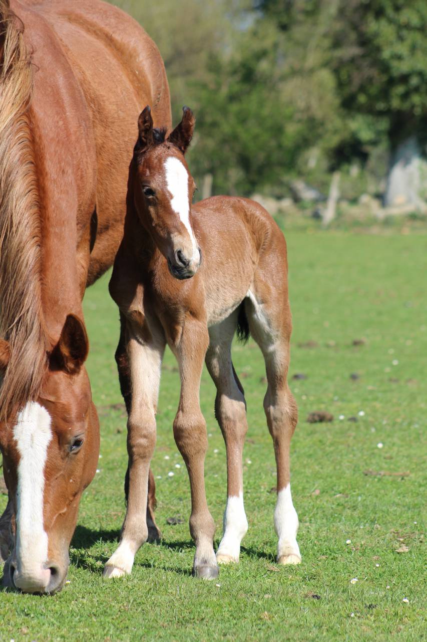 Potranca Silla Francés En venta 2022 Bayo moreno por jamiroquai lvd