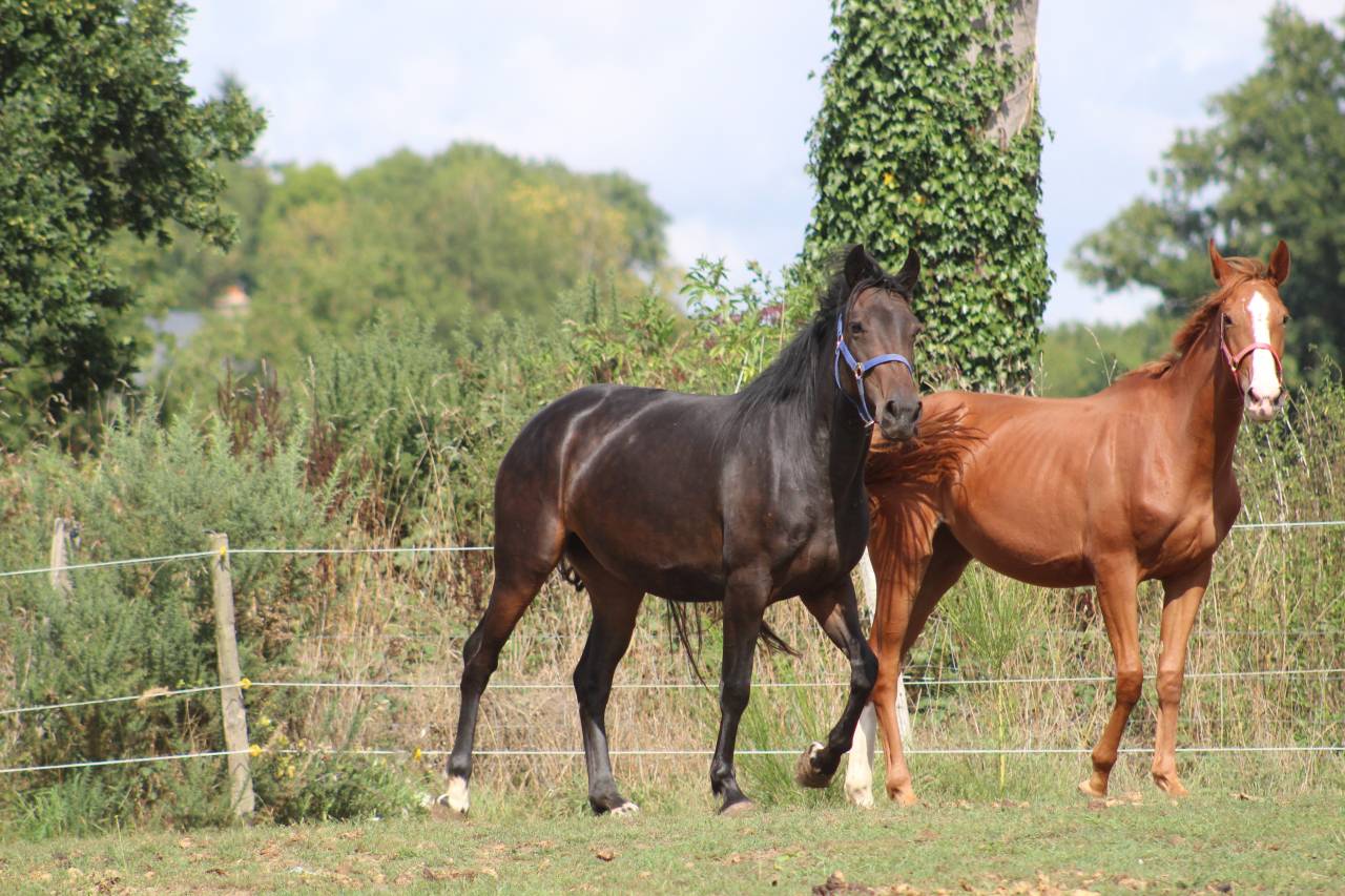 Potranca Silla Francés En venta 2022 Bayo moreno por jamiroquai lvd