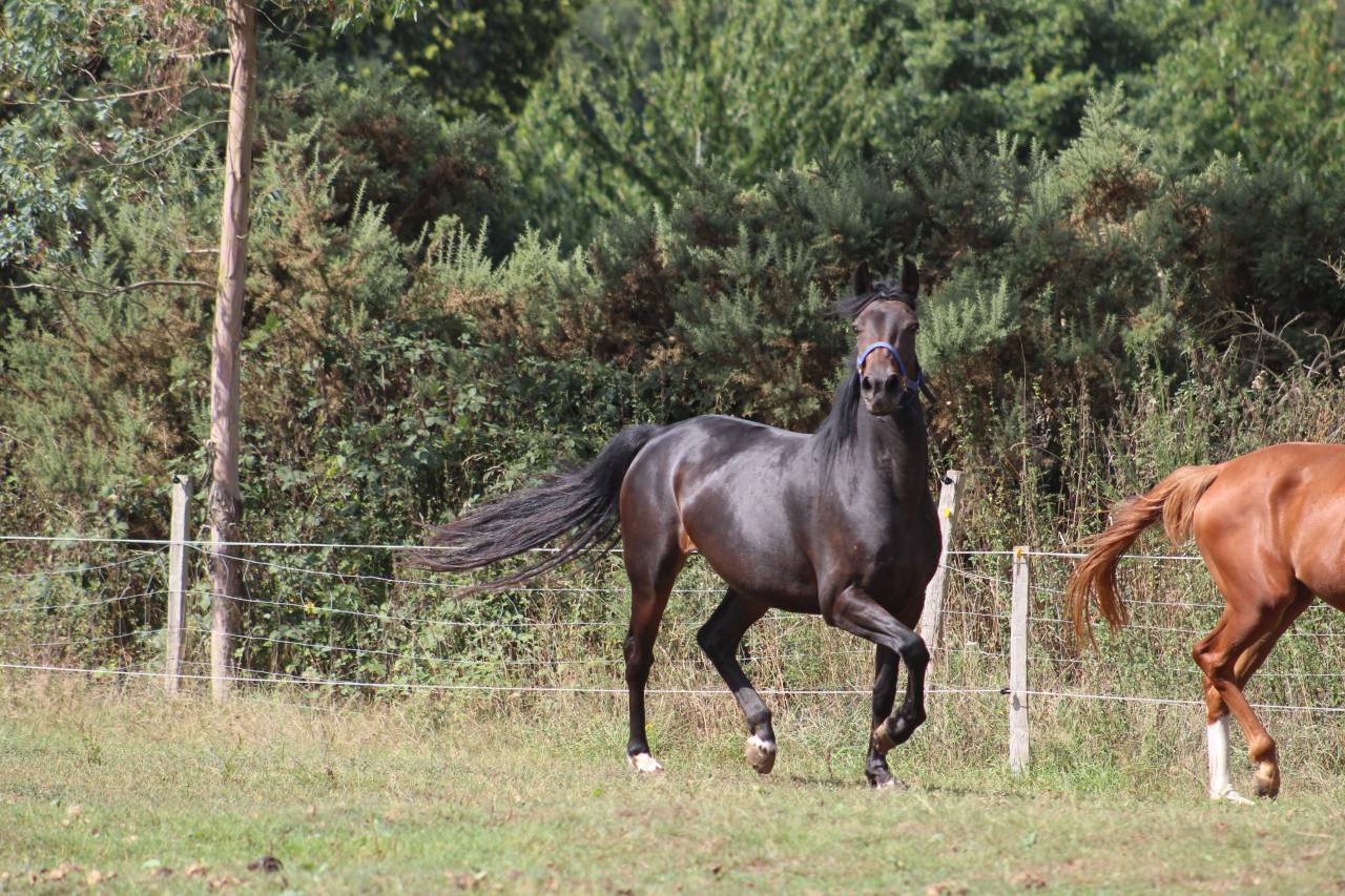 Potranca Silla Francés En venta 2022 Bayo moreno por jamiroquai lvd