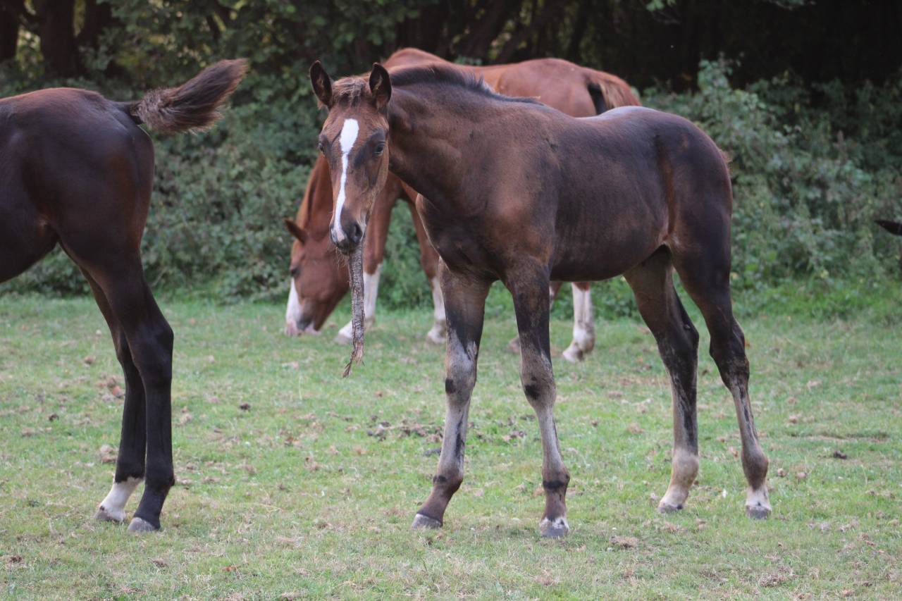 Potranca Silla Francés En venta 2022 Bayo moreno por jamiroquai lvd