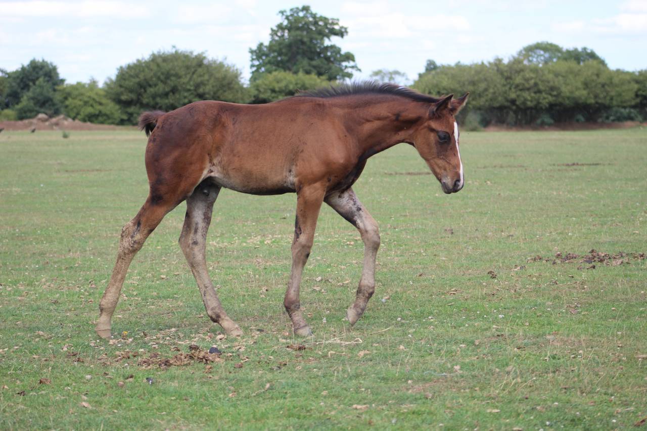 Potranca Silla Francés En venta 2022 Bayo moreno por jamiroquai lvd