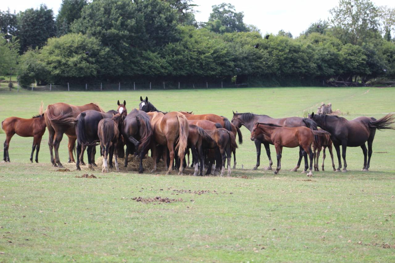 Potranca Silla Francés En venta 2022 Bayo moreno por jamiroquai lvd