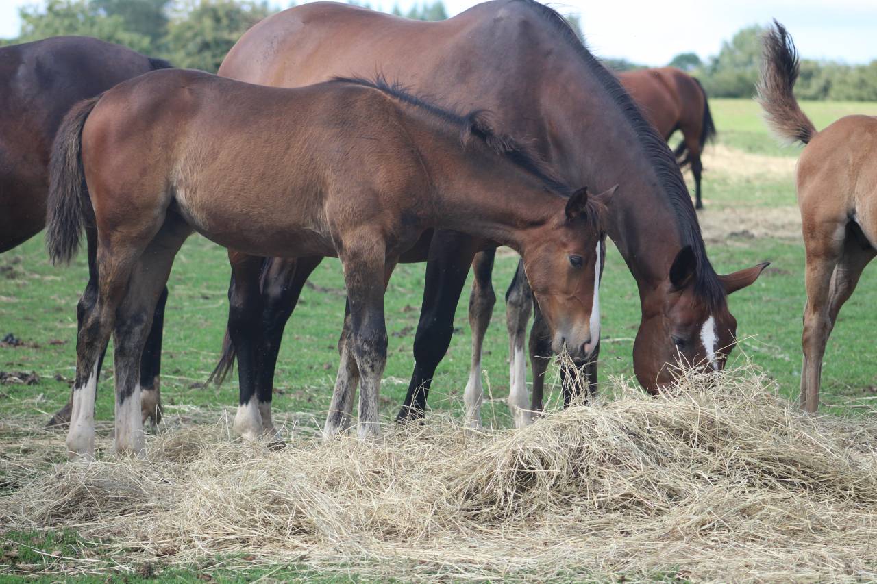 Potranca Silla Francés En venta 2022 Bayo moreno por jamiroquai lvd