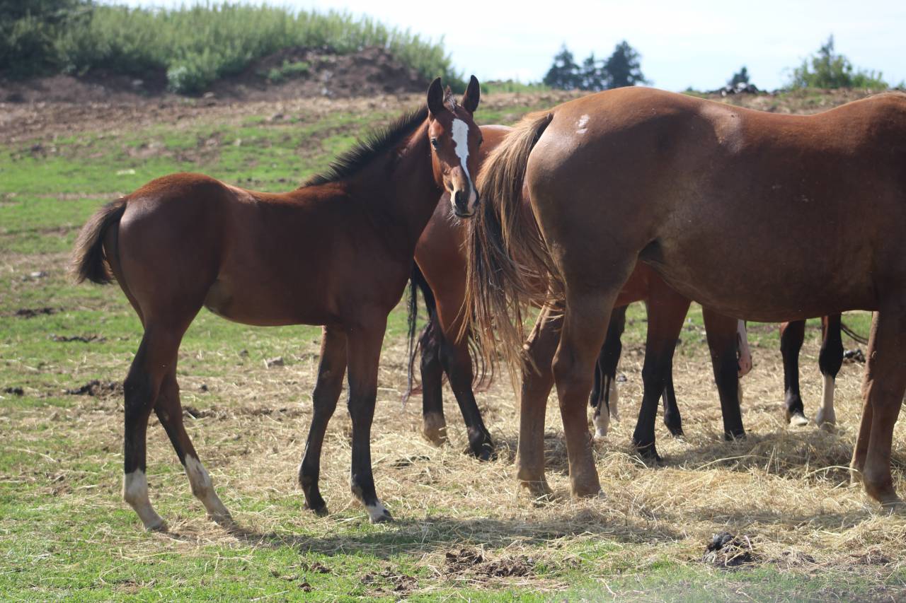 Potranca Silla Francés En venta 2022 Bayo moreno por jamiroquai lvd