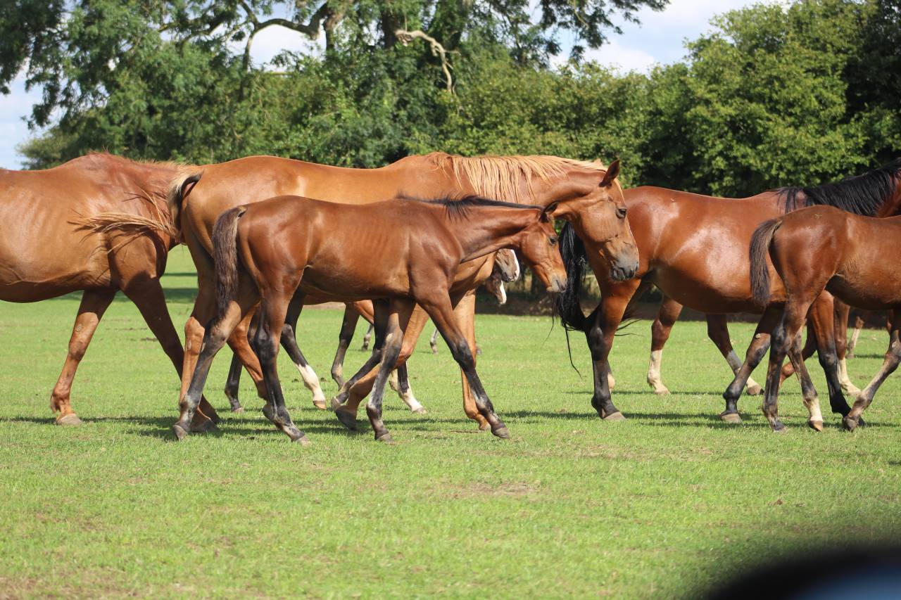 Potranca Silla Francés En venta 2022 Bayo moreno por jamiroquai lvd