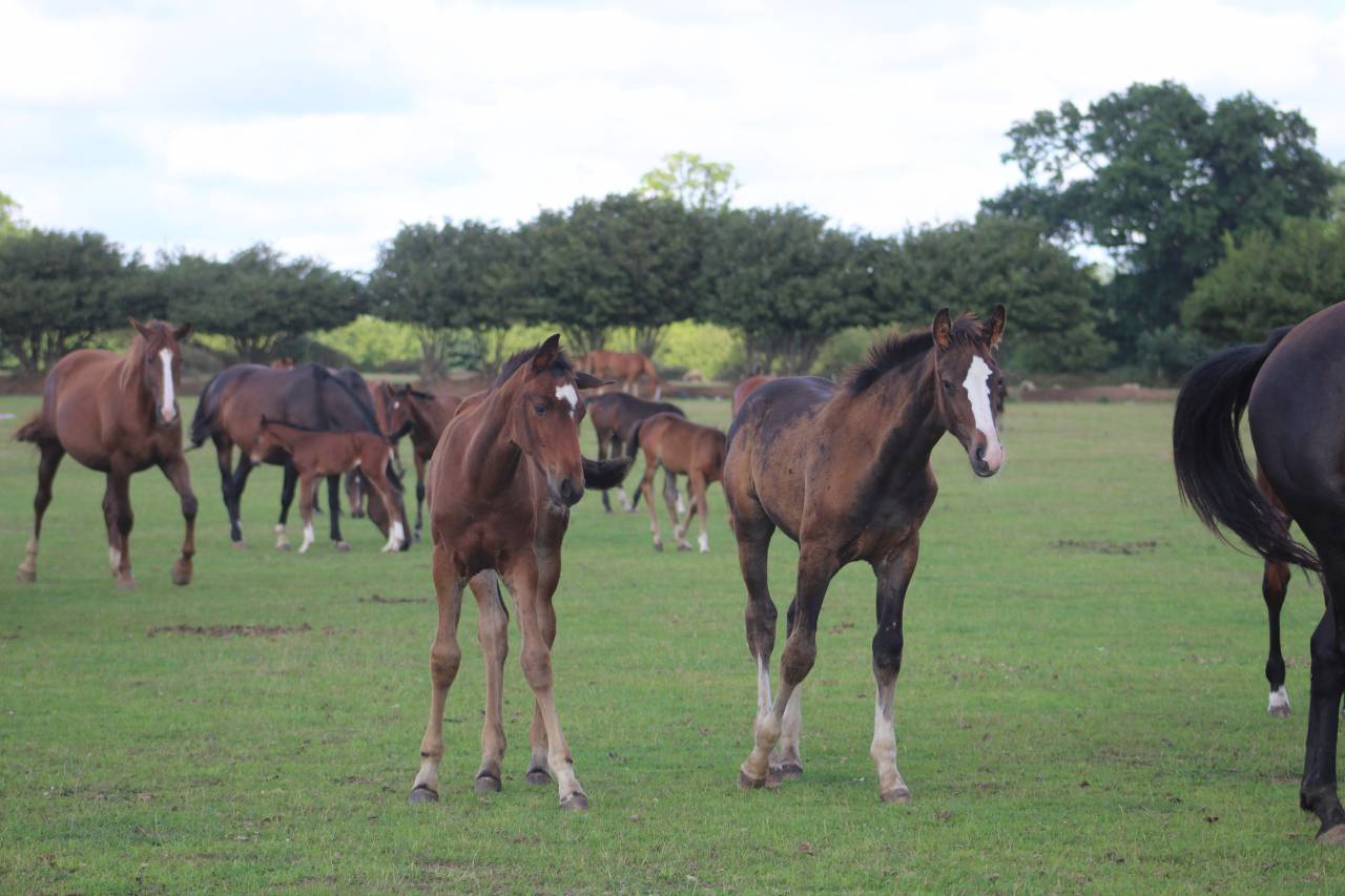 Potranca Silla Francés En venta 2022 Bayo moreno por jamiroquai lvd