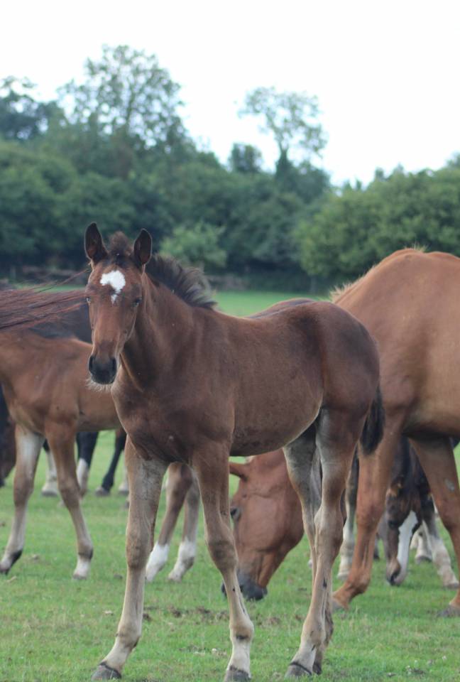 Potranca Silla Francés En venta 2022 Bayo moreno por jamiroquai lvd