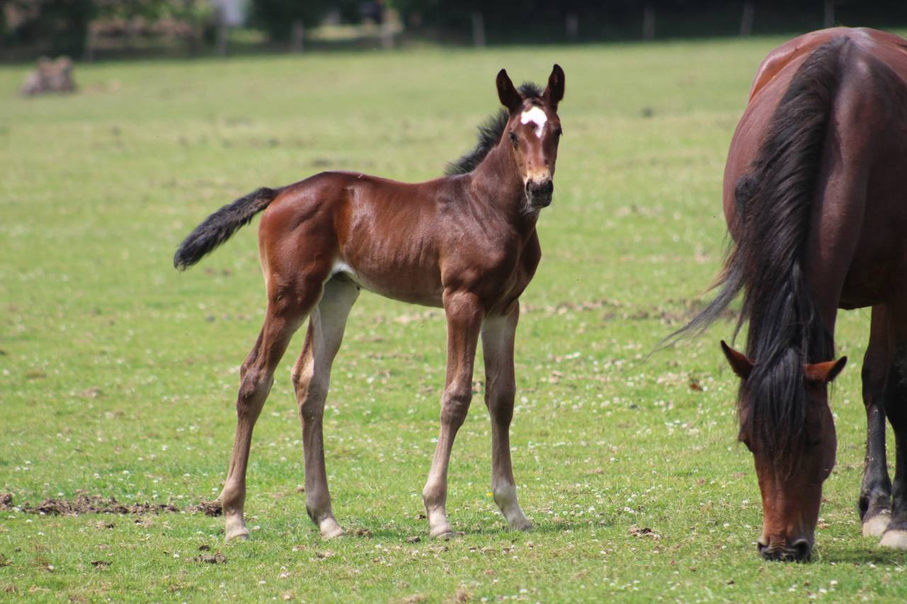 Potranca Silla Francés En venta 2022 Bayo moreno por jamiroquai lvd