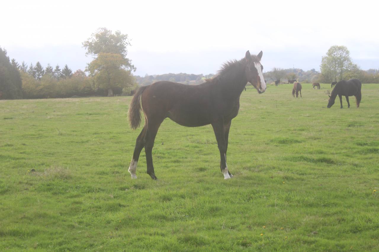 Potranca Silla Franc&eacute;s En venta 2022 Bayo moreno por jamiroquai lvd