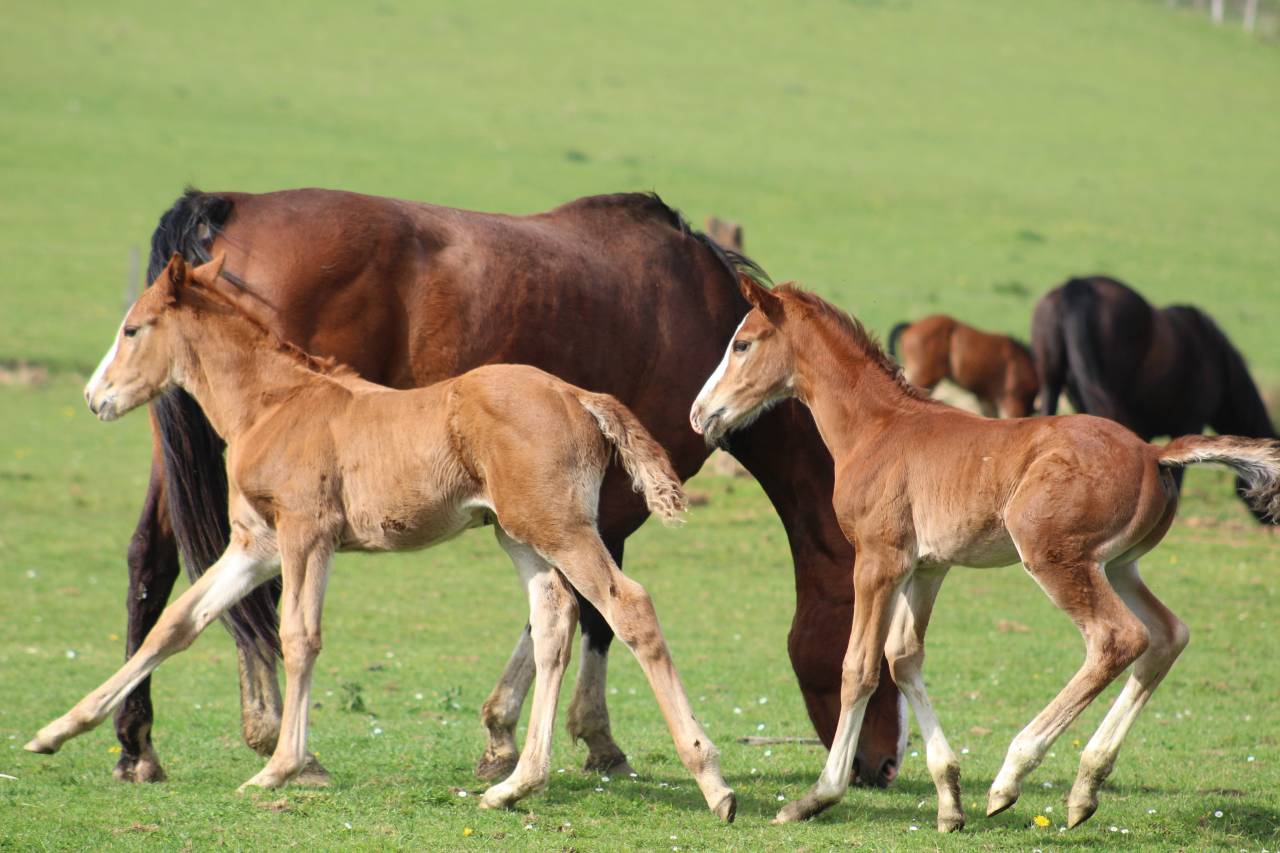 Potro Silla Franc&eacute;s En venta 2022 Bayo moreno por jamiroquai lvd