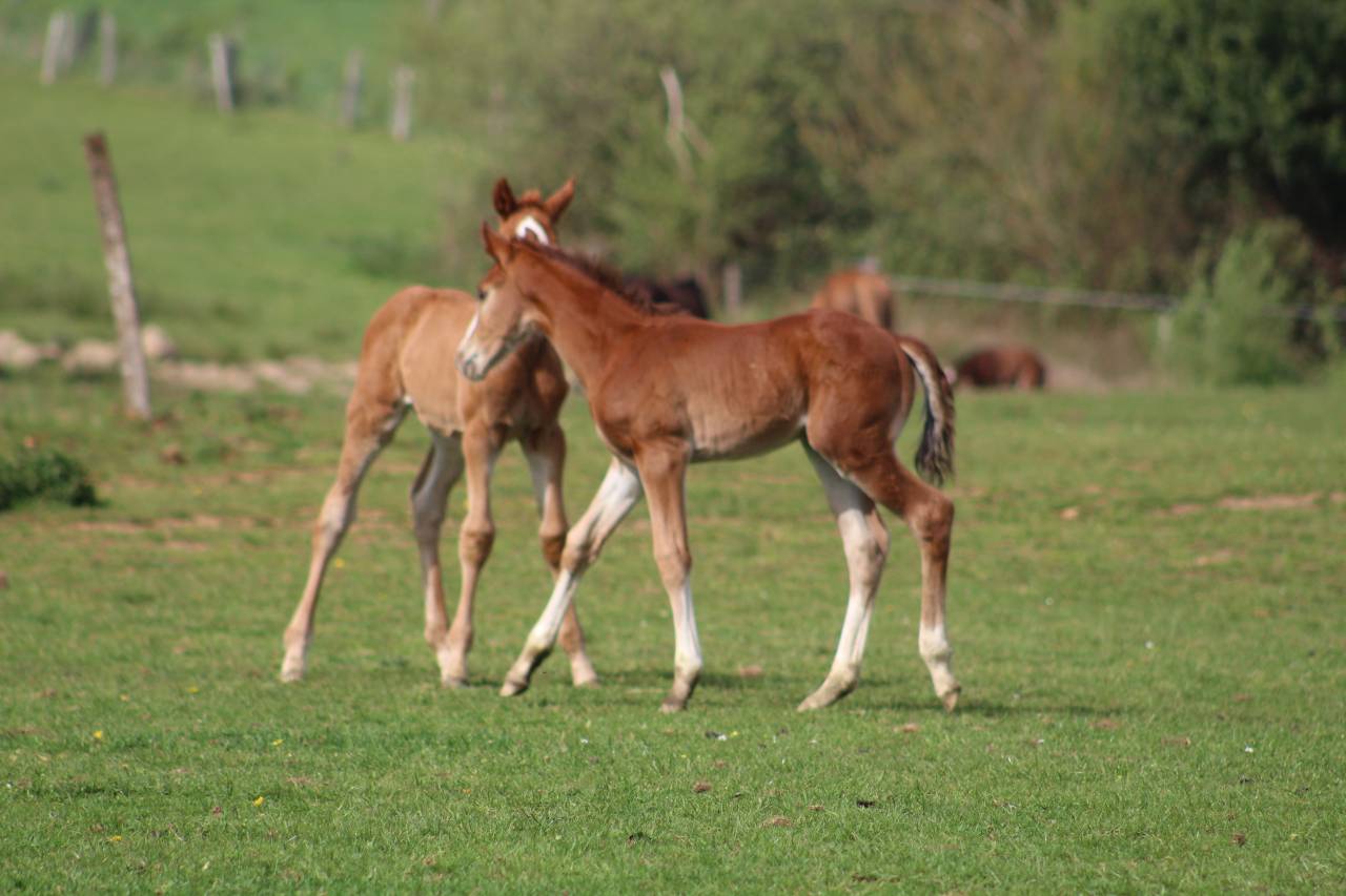 Potro Silla Franc&eacute;s En venta 2022 Bayo moreno por jamiroquai lvd