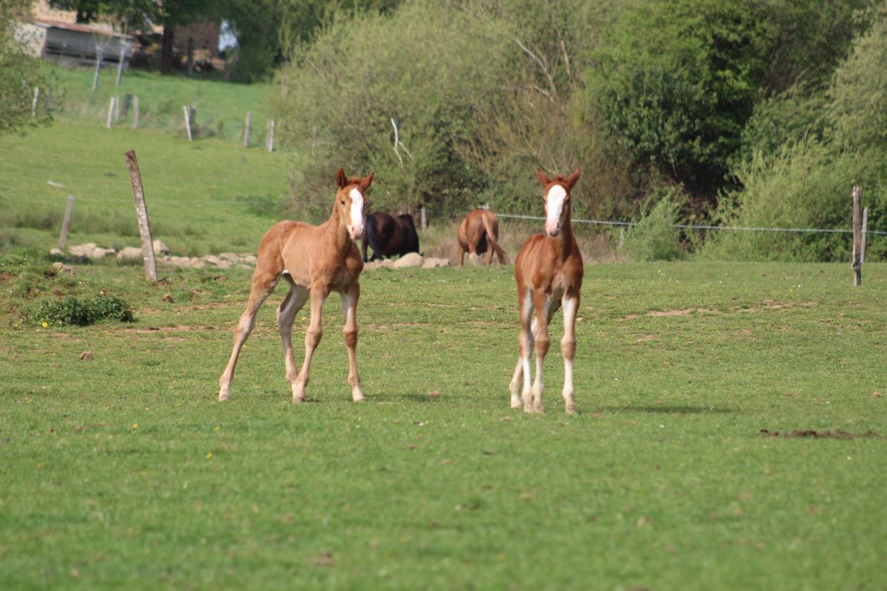 Potro Silla Franc&eacute;s En venta 2022 Bayo moreno por jamiroquai lvd