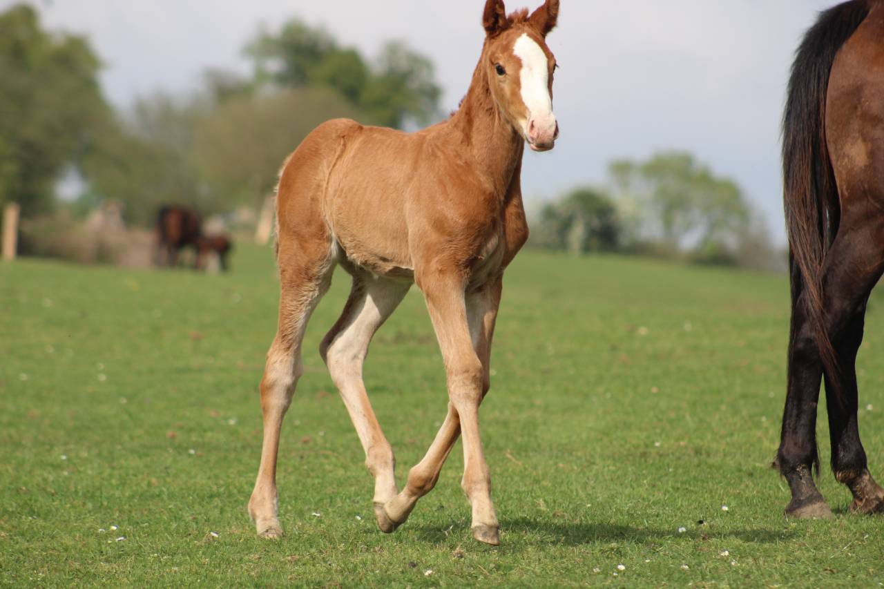 Potro Silla Franc&eacute;s En venta 2022 Bayo moreno por jamiroquai lvd