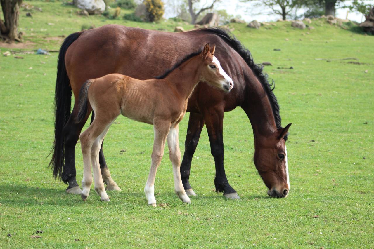 Potro Silla Franc&eacute;s En venta 2022 Bayo moreno por jamiroquai lvd