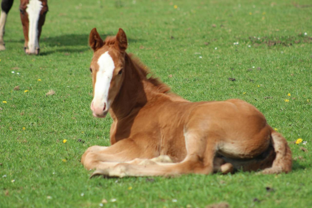 Potro Silla Franc&eacute;s En venta 2022 Bayo moreno por jamiroquai lvd