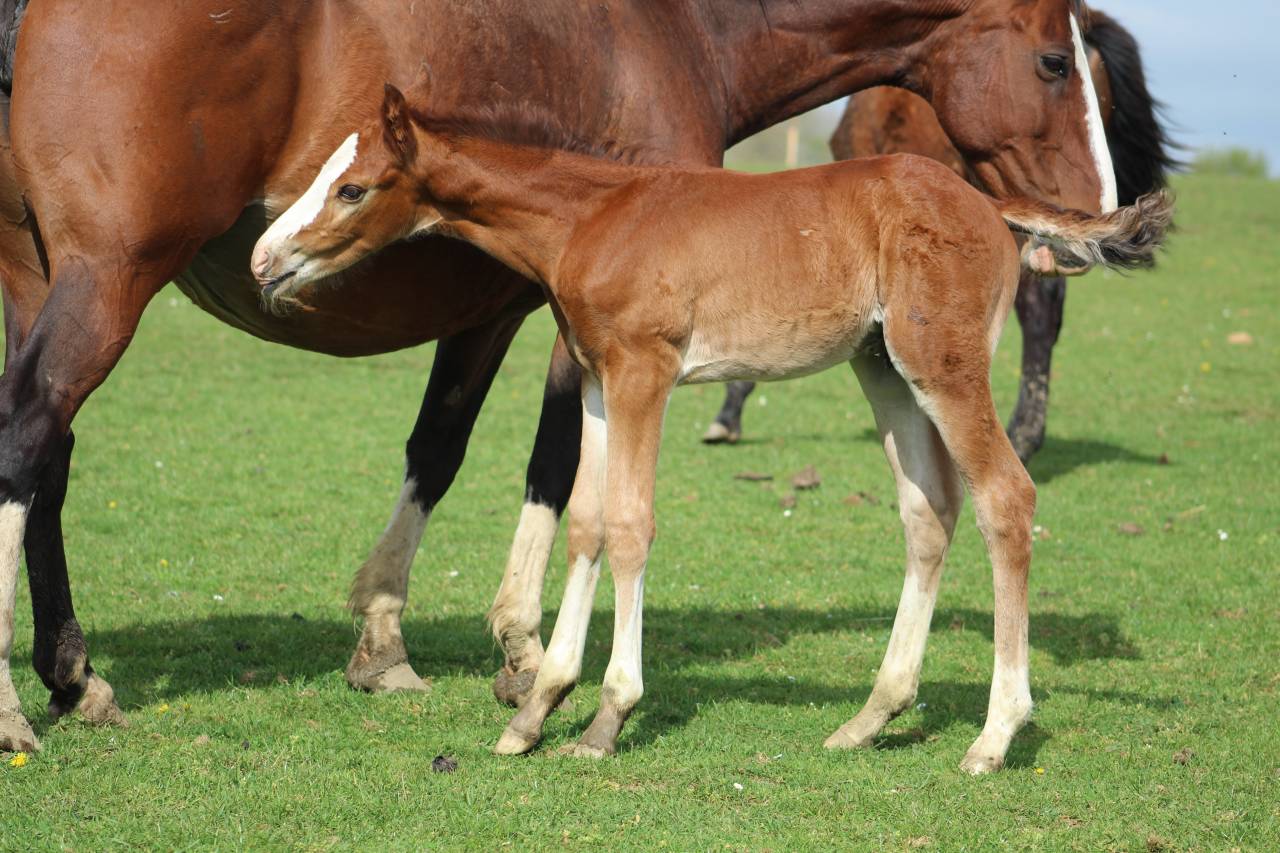 Potro Silla Franc&eacute;s En venta 2022 Bayo moreno por jamiroquai lvd