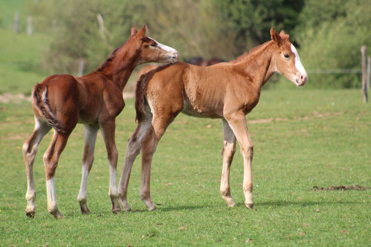 Potro Silla Franc&eacute;s En venta 2022 Bayo moreno por jamiroquai lvd
