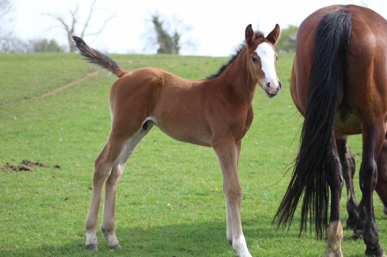 Potro Silla Franc&eacute;s En venta 2022 Bayo moreno por jamiroquai lvd