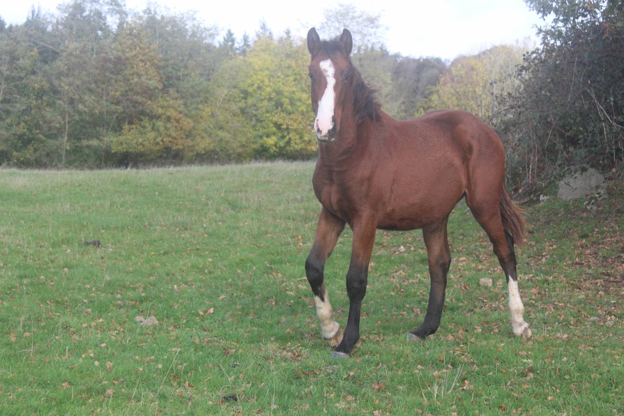 Potro Silla Franc&eacute;s En venta 2022 Bayo moreno por jamiroquai lvd