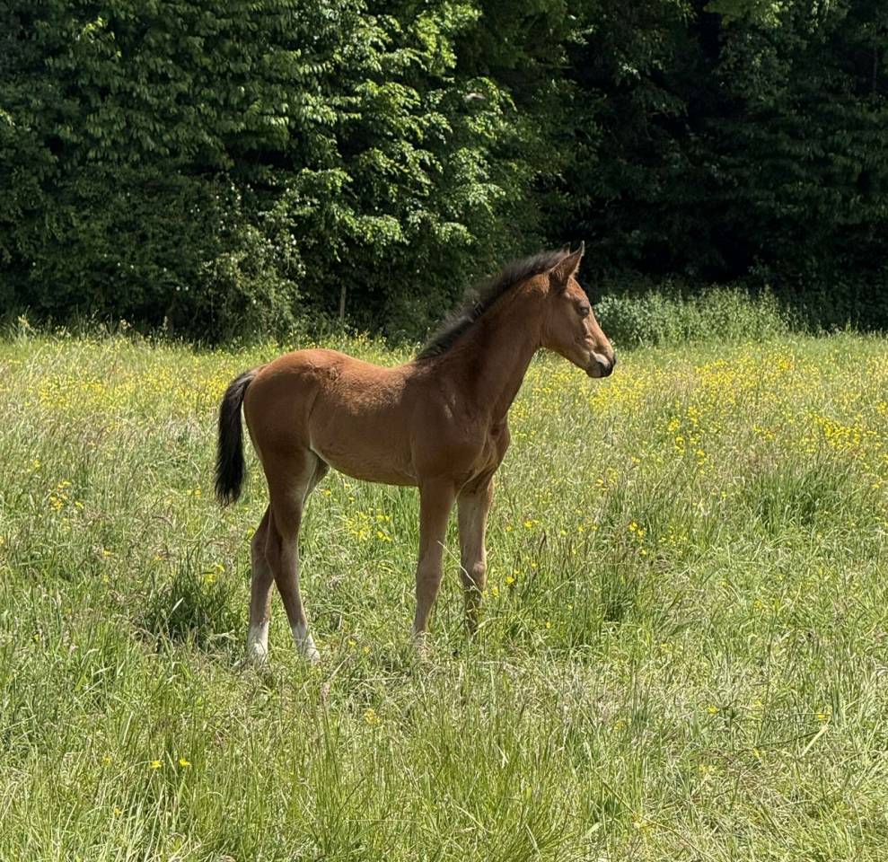 Potranca Silla Francés En venta 2025 Bayo por Conte Bellini