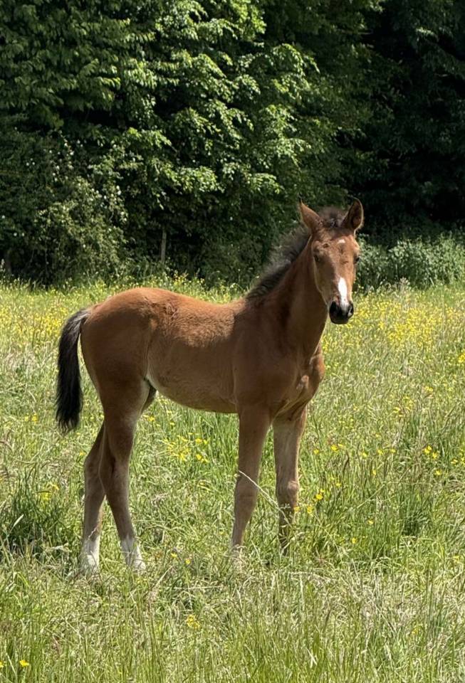 Potranca Silla Francés En venta 2025 Bayo por Conte Bellini