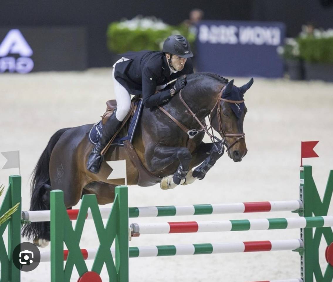 Potranca Silla Francés En venta 2025 Bayo por Conte Bellini