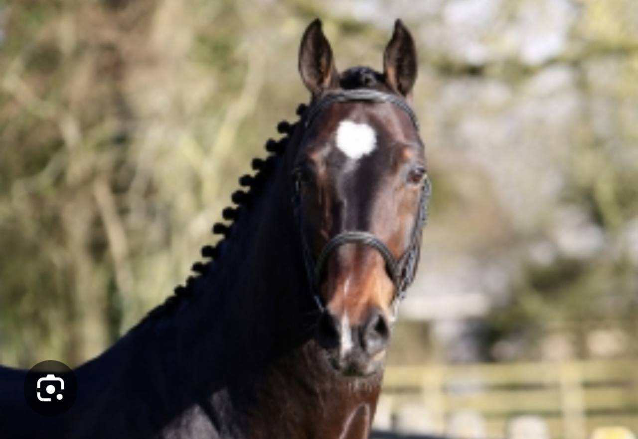 Potranca Silla Francés En venta 2025 Bayo por Conte Bellini