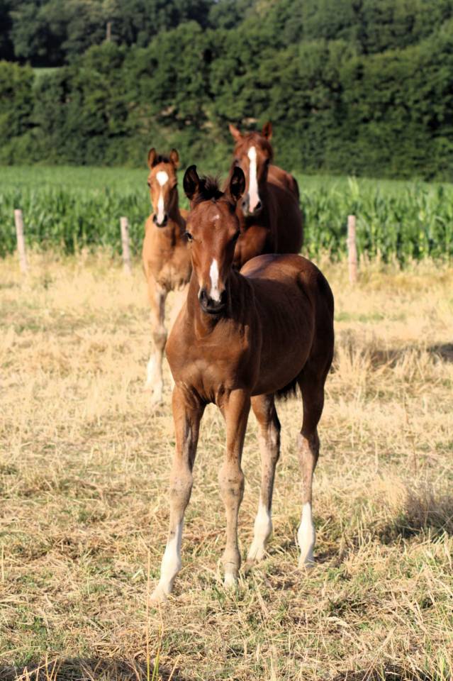 Potranca Silla Francés En venta 2025 Bayo por Conte Bellini